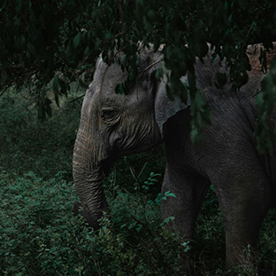 Wildlife Safari Tours Sri Lanka