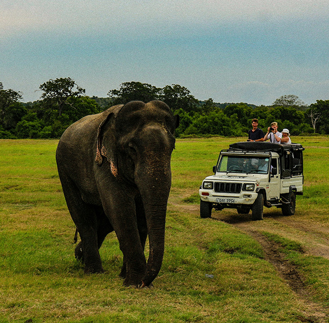 Yala National Park Leopard Safari Sri Lanka
