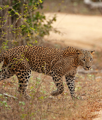 Yala Safari Jeep Tour Sri Lanka